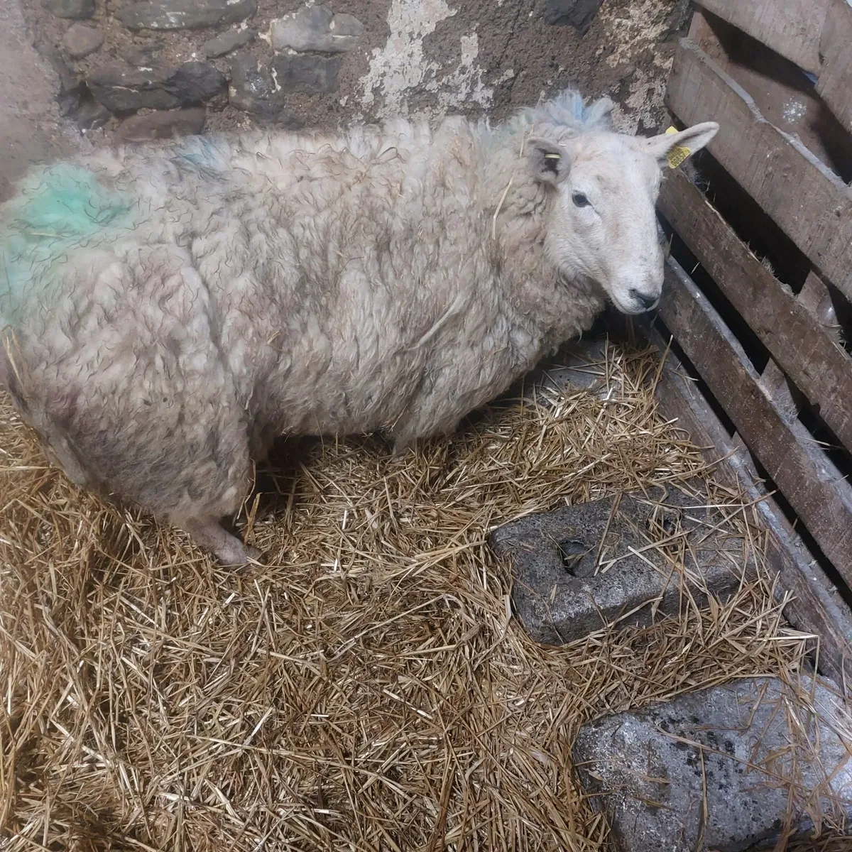 Foster ewe