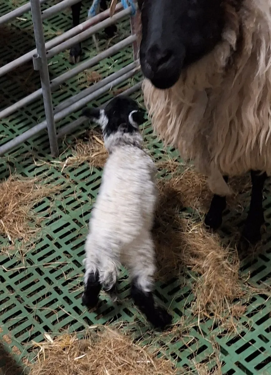 Foster lambs - Image 2