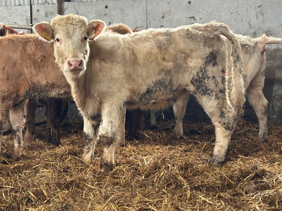 6 smashing charlois heifers - Image 3