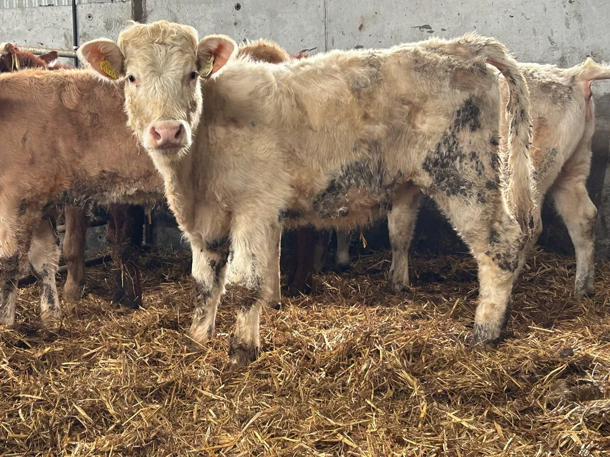 6 smashing charlois heifers - Image 1