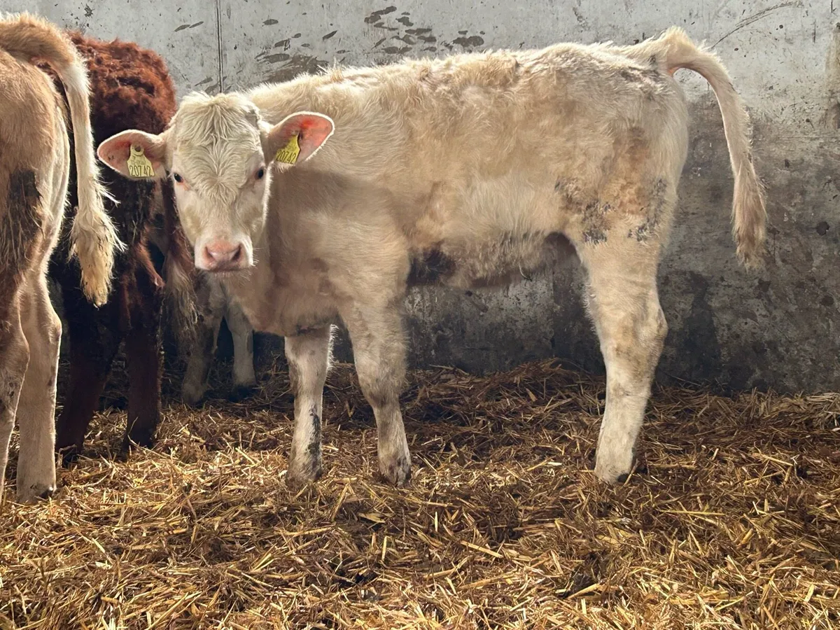 6 smashing charlois heifers - Image 4