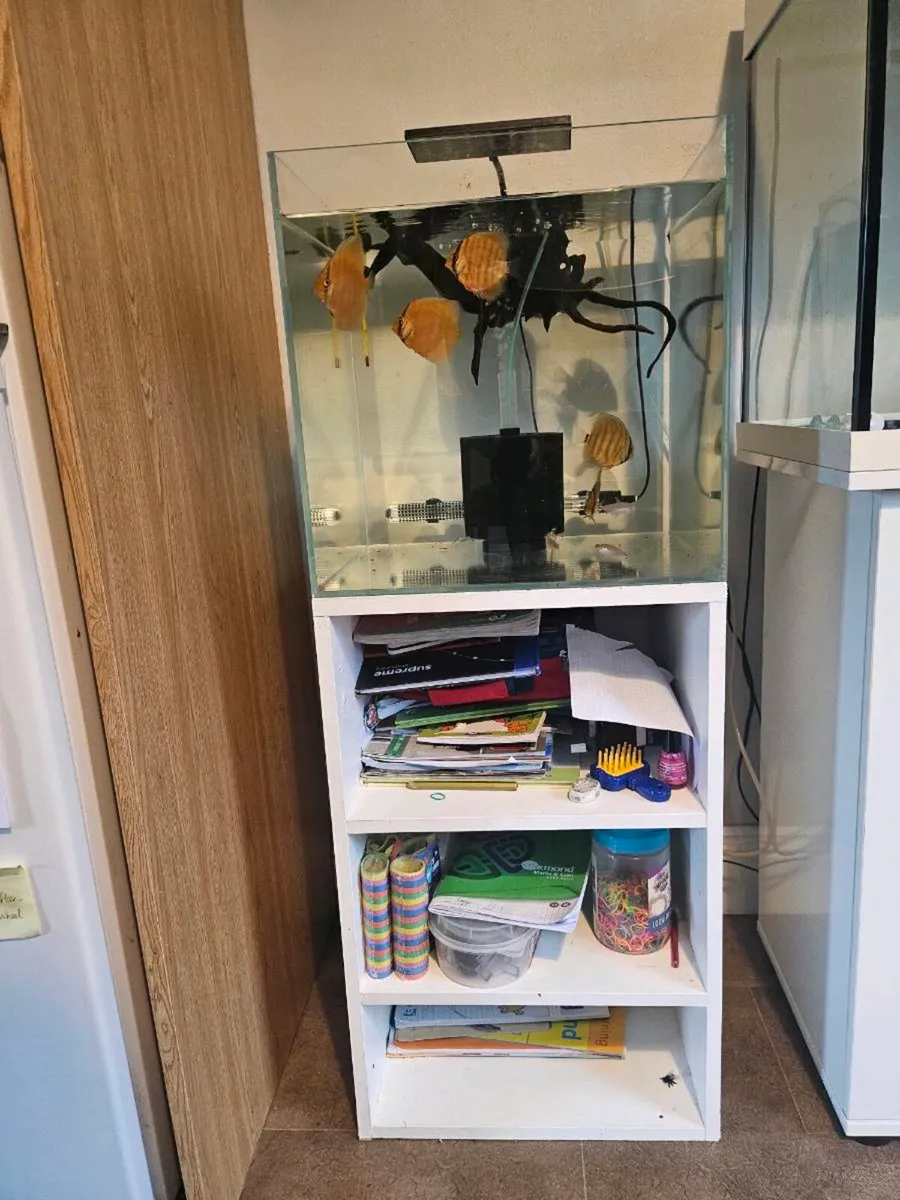 F1 wild discus - Image 1