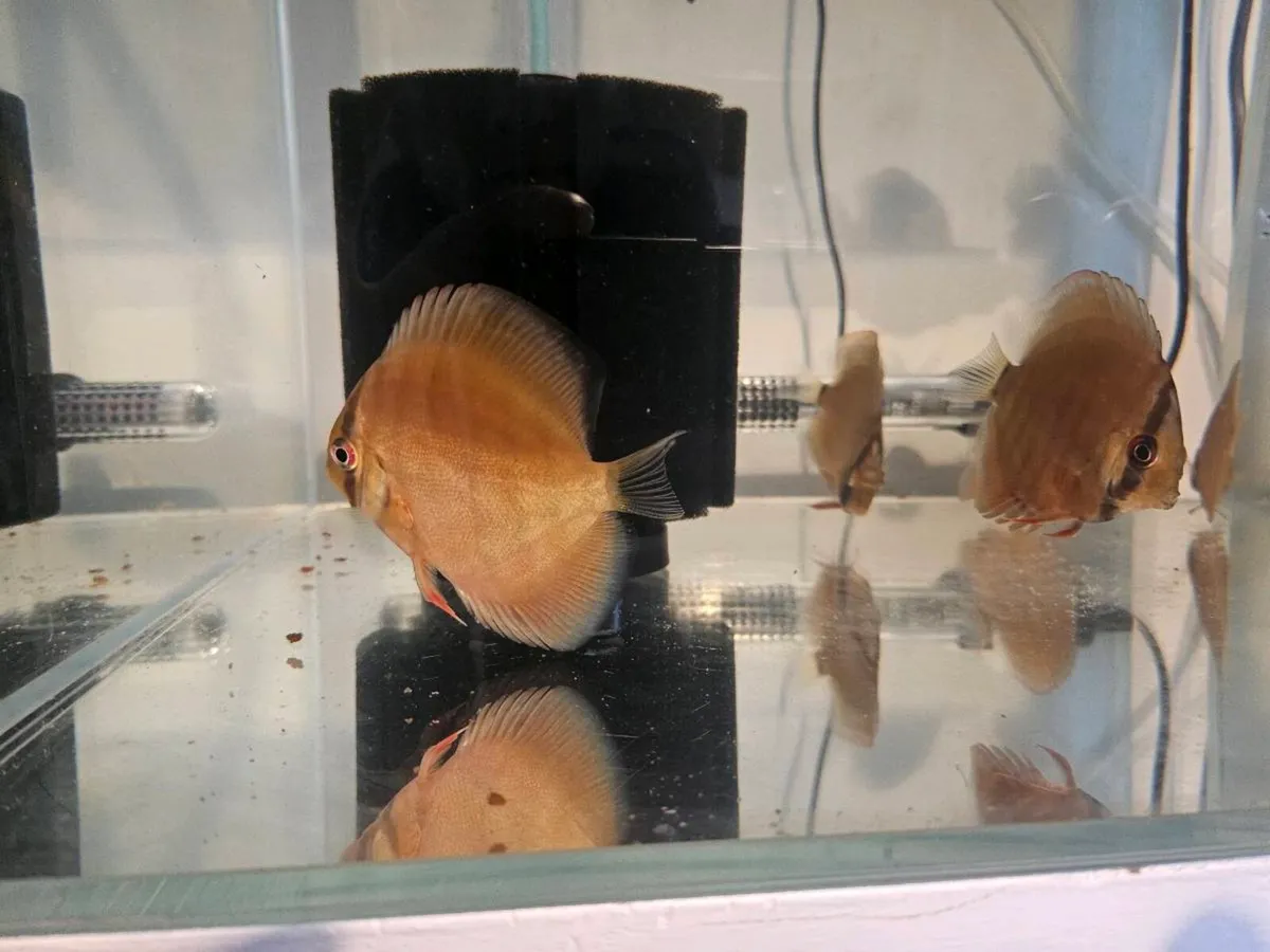 F1 wild discus - Image 2