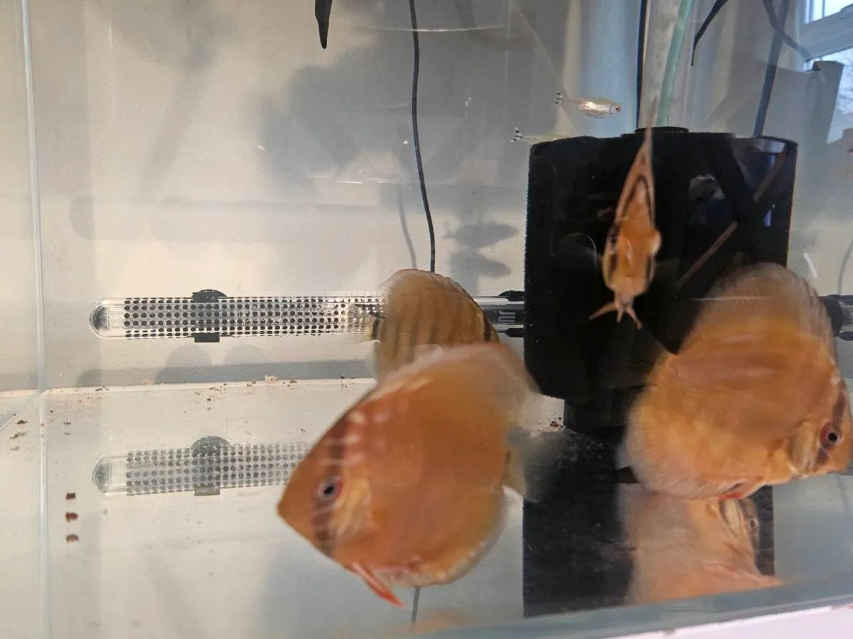 F1 wild discus - Image 3