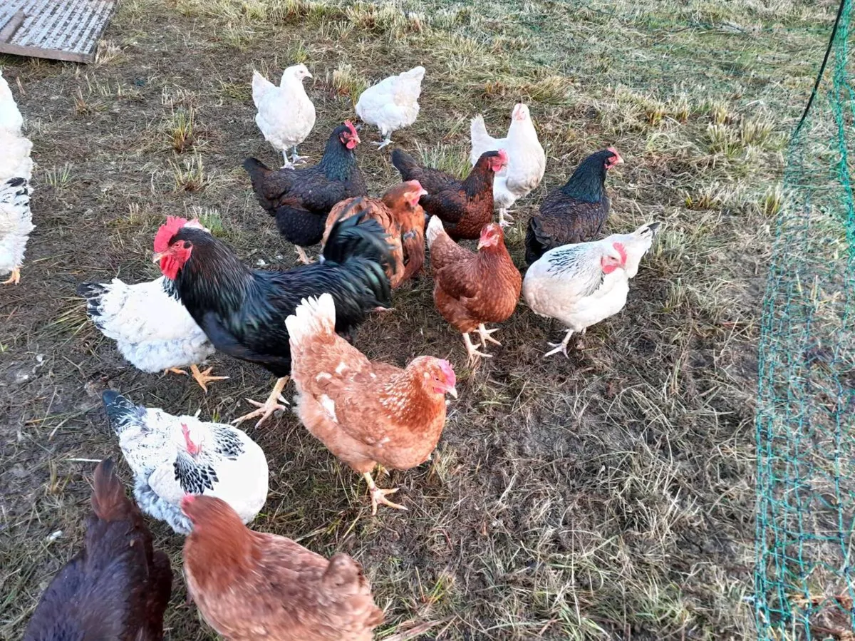 Point of lay hens - Image 2