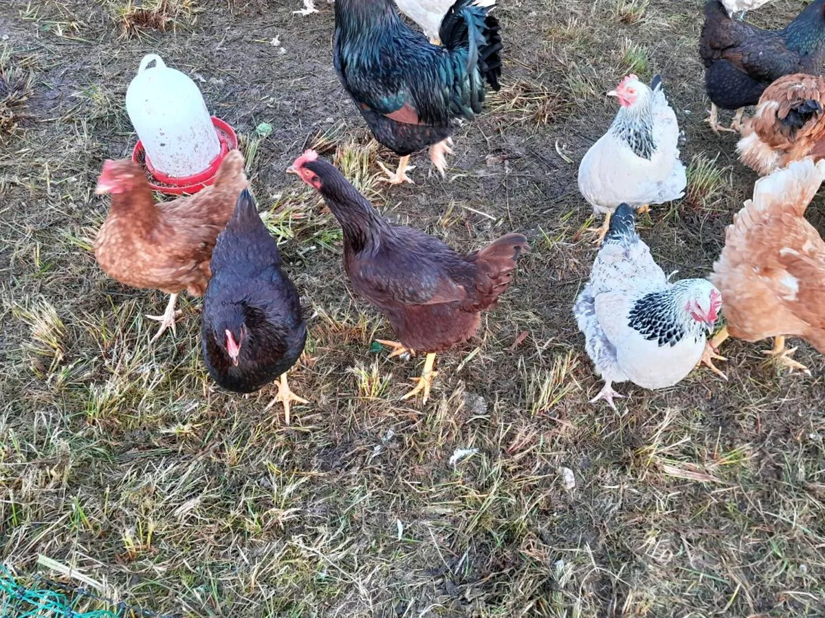 Point of lay hens - Image 3