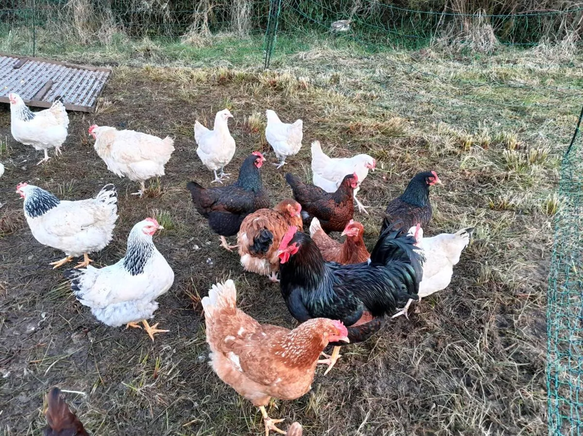 Point of lay hens - Image 4