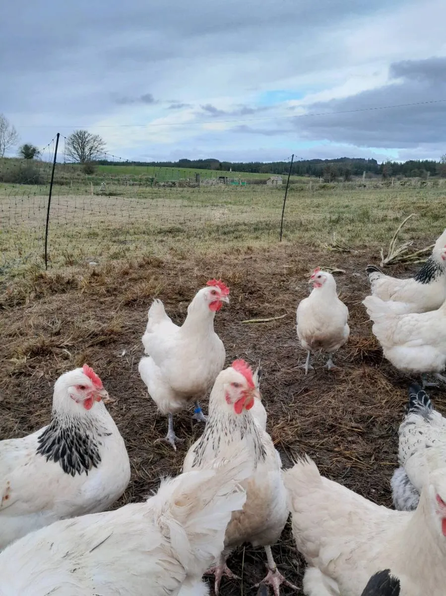 Point of lay hens - Image 1