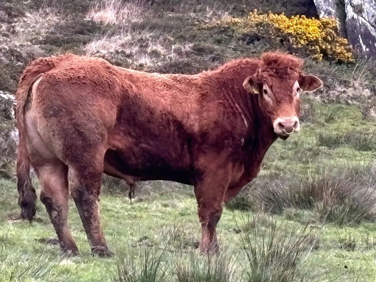 Limousin Bull - Image 1