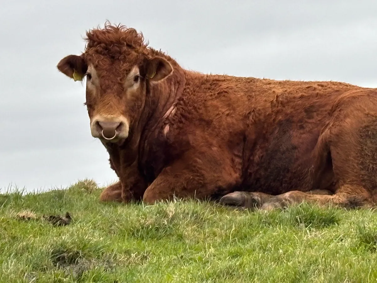 Limousin Bull - Image 3