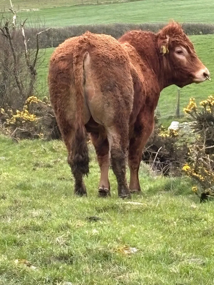 Limousin Bull - Image 2