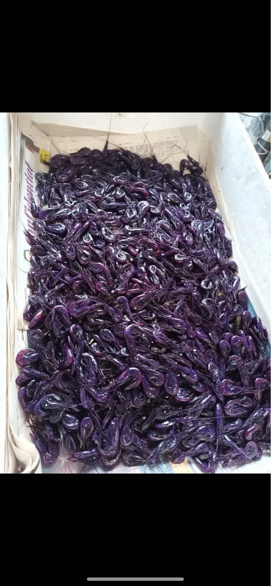 Prawns for salmon angling - Image 3