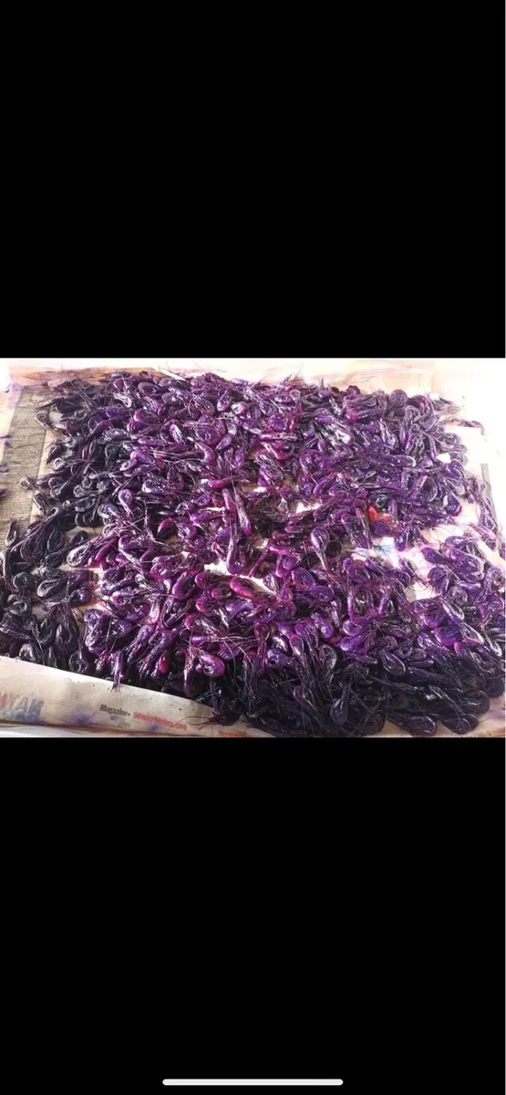 Prawns for salmon angling - Image 4