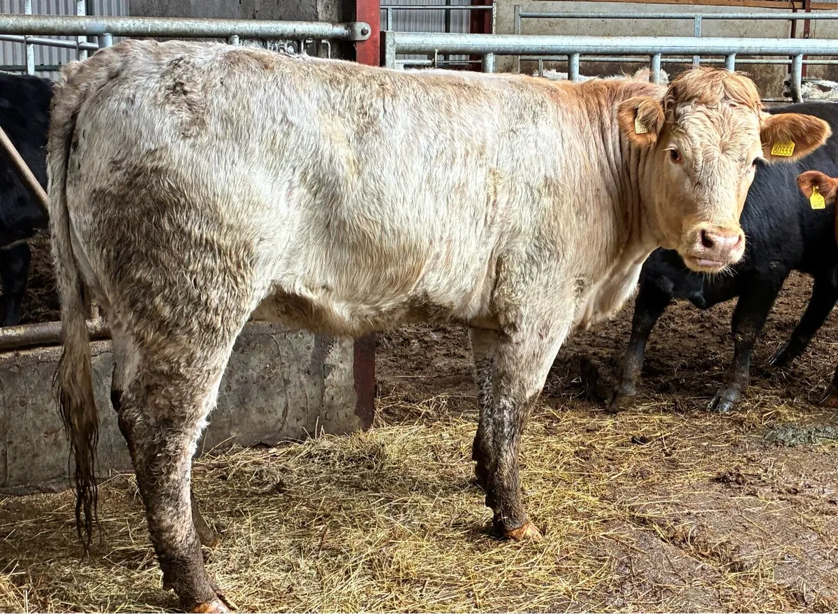 🌟Roan Breeding heifer for sale🌟 - Image 1