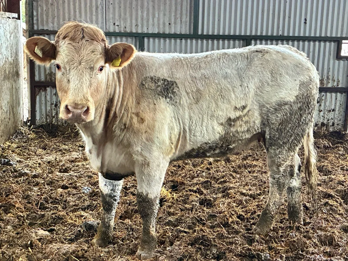 🌟Roan Breeding heifer for sale🌟 - Image 2