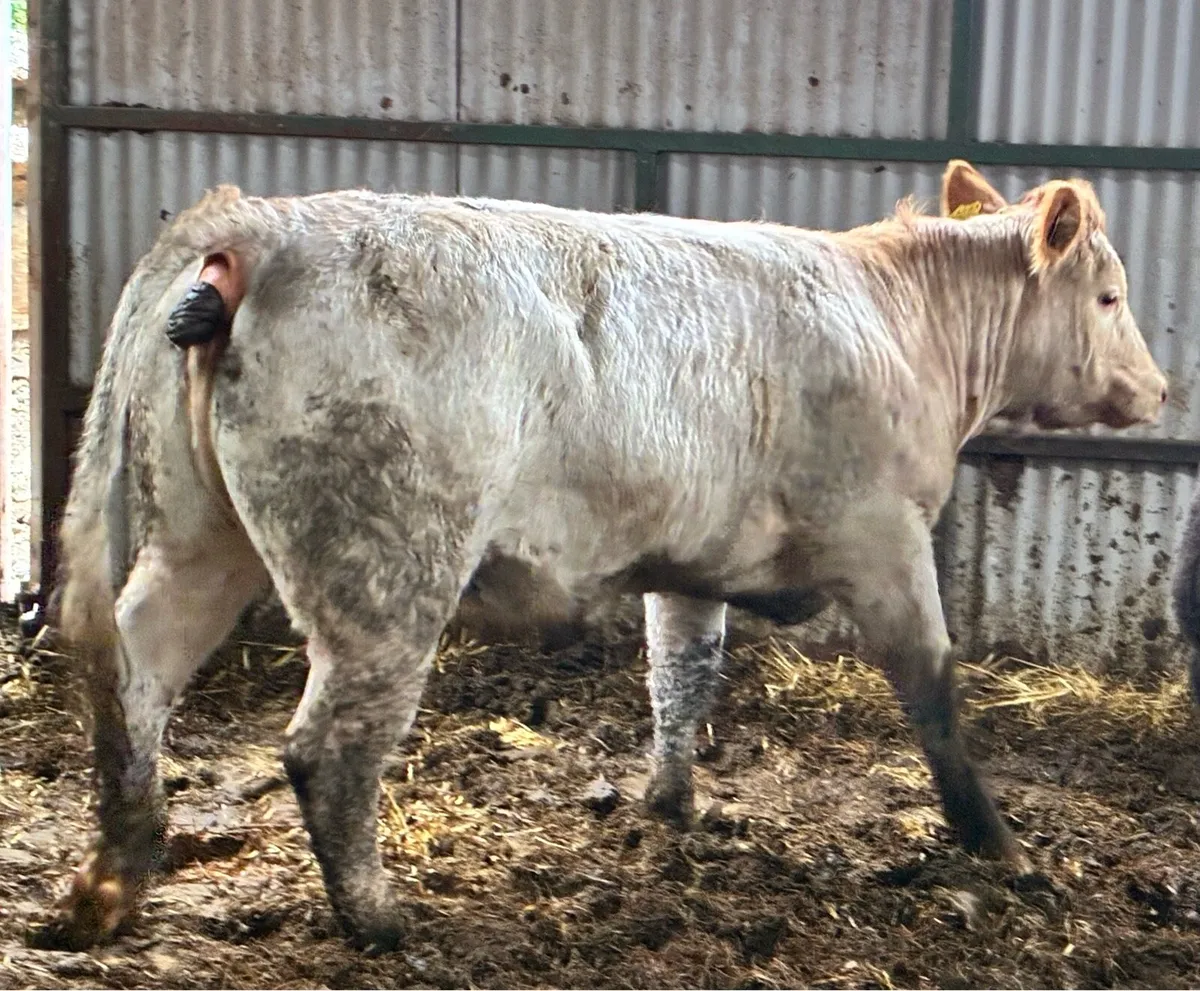 🌟Roan Breeding heifer for sale🌟 - Image 4