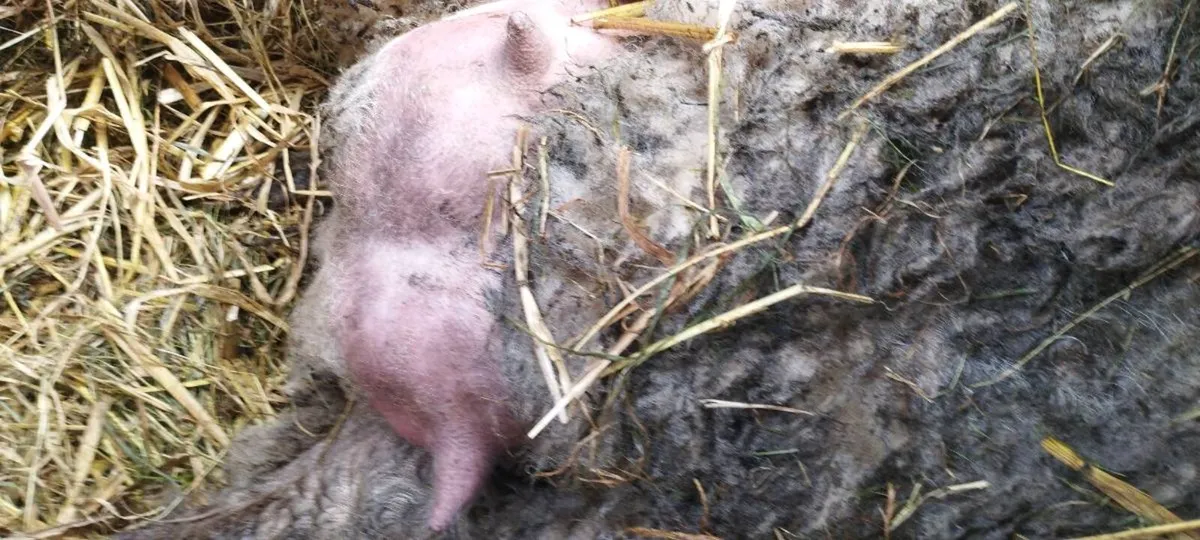 Suffolk Foster Ewe - Image 2