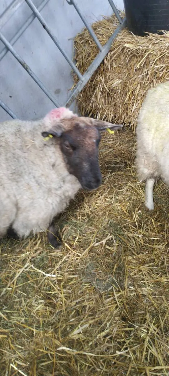 Suffolk Foster Ewe - Image 3