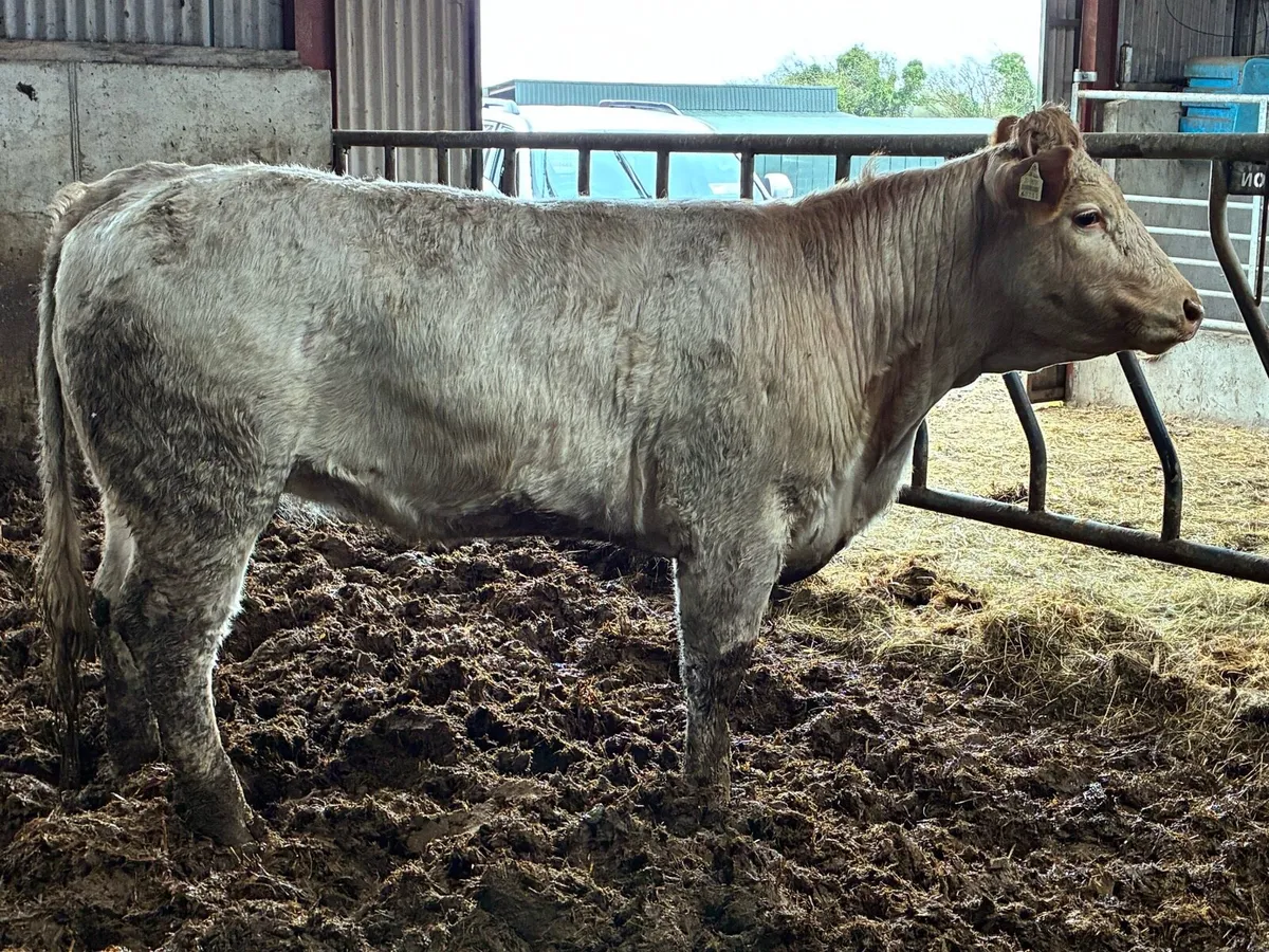 🌟Roan Breeding heifer for sale🌟 - Image 3