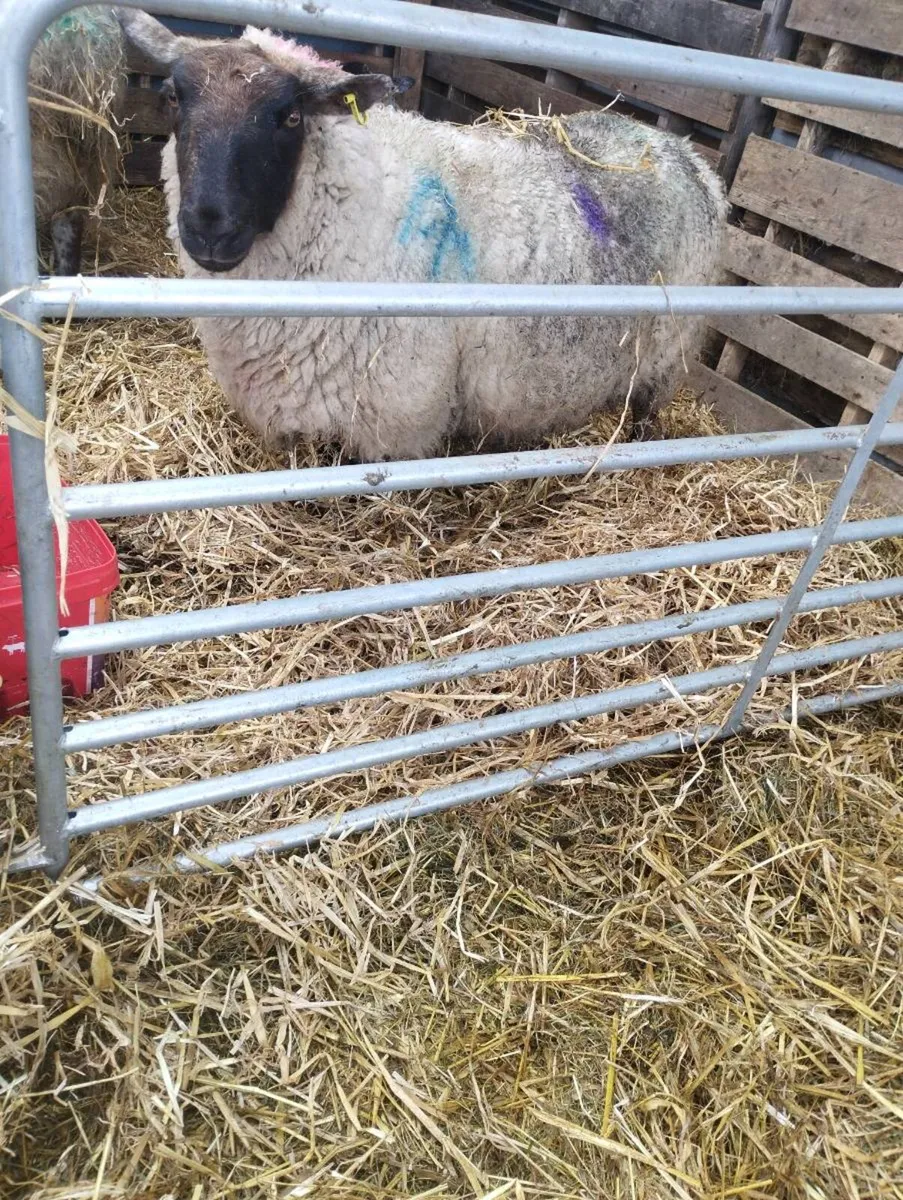 Suffolk Foster Ewe - Image 1