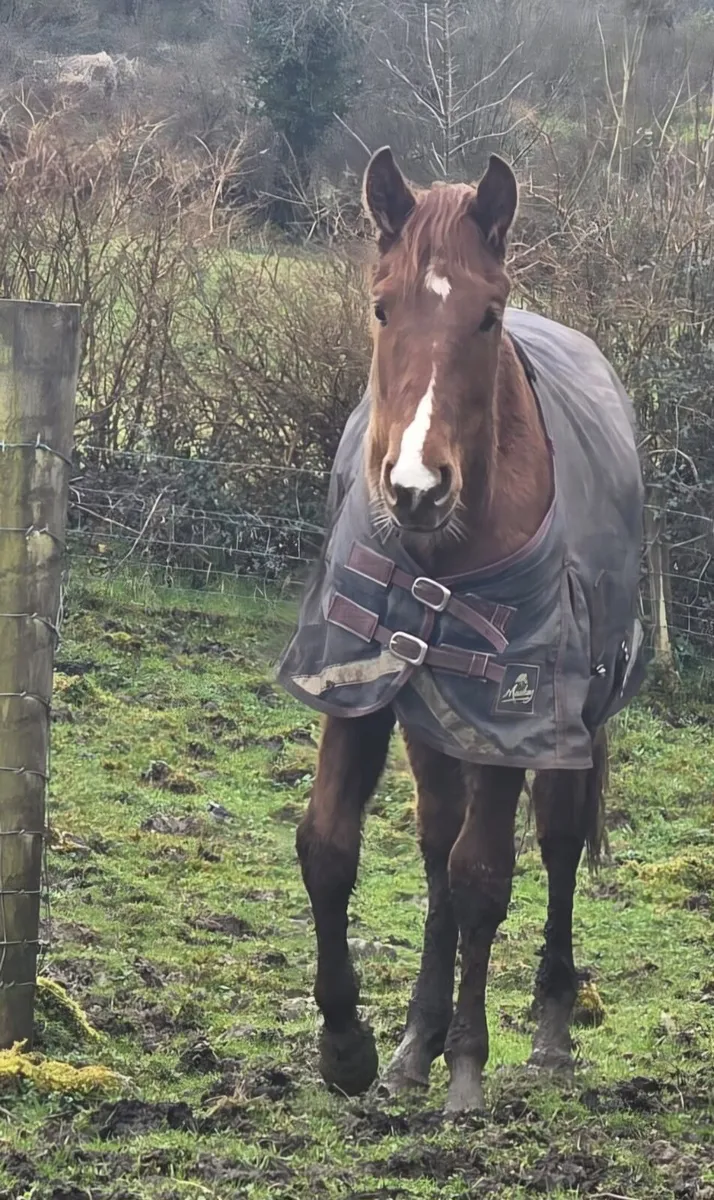 Irish Sport Horse Gelding - Image 1