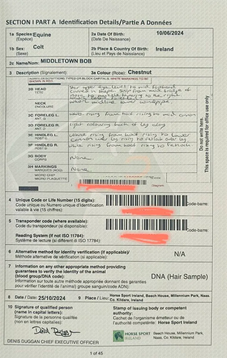 Irish Sport Horse Gelding - Image 3