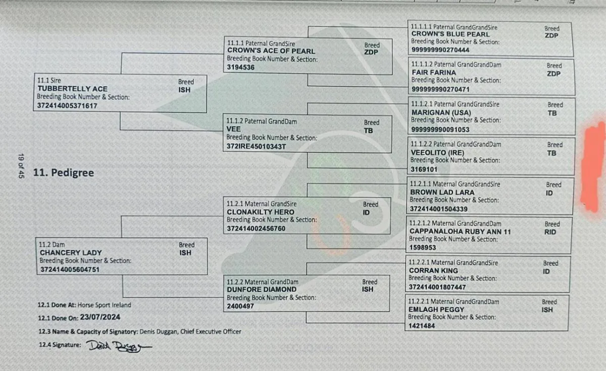 Irish Sport Horse Gelding - Image 4