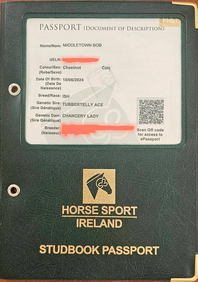 Irish Sport Horse Gelding - Image 2