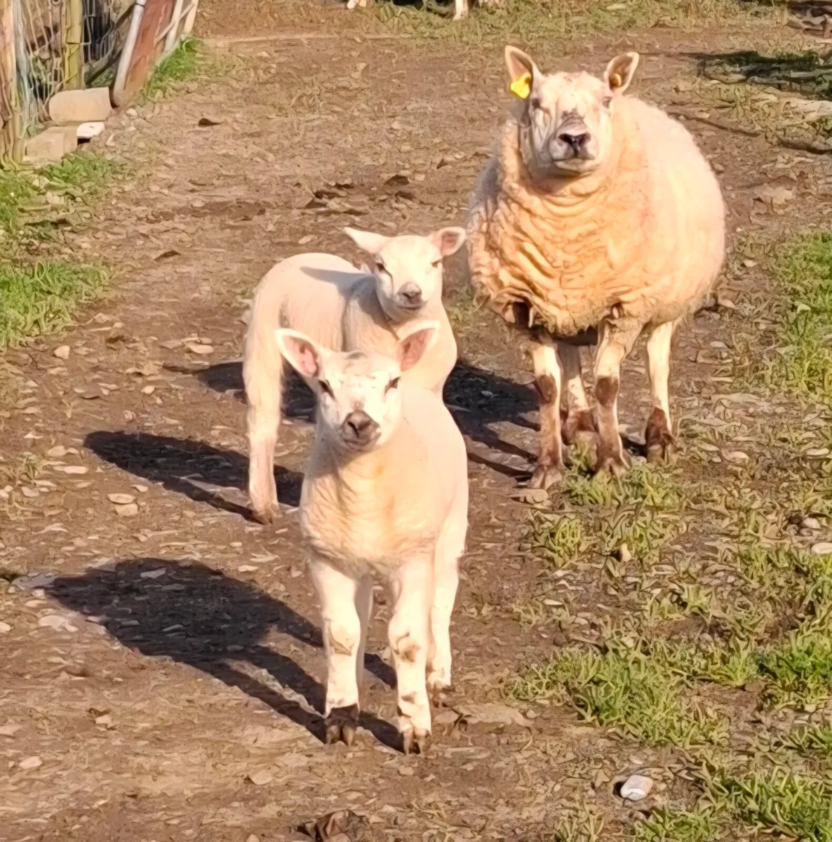 Ewe and lambs - Image 1