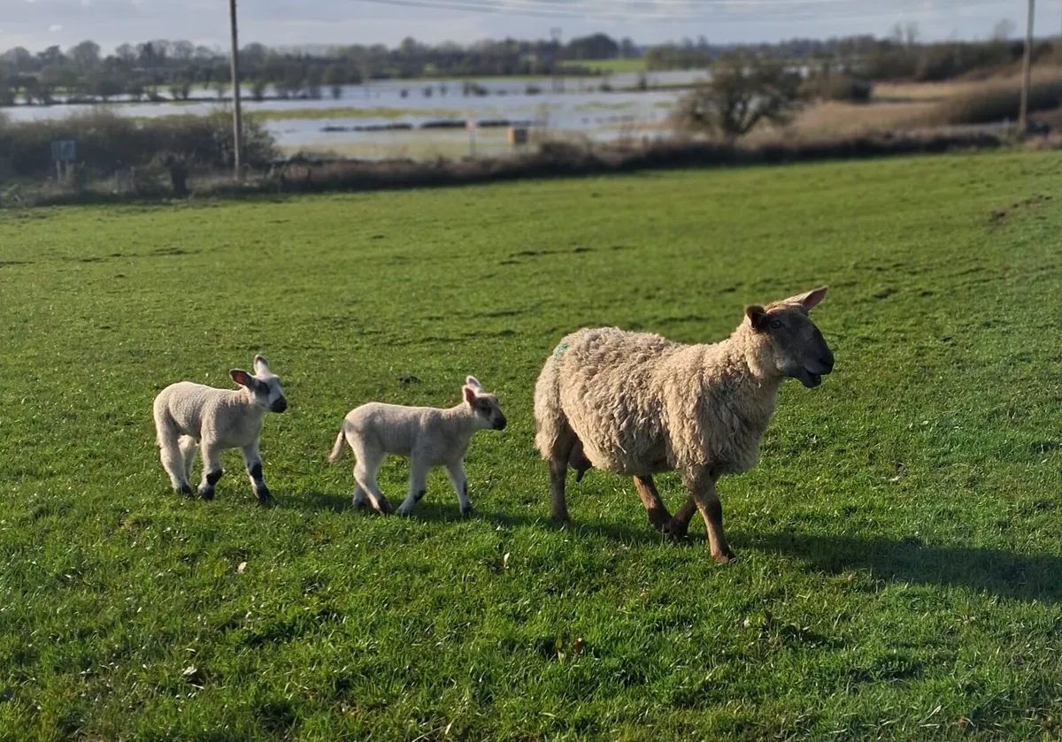 Ewe and lambs - Image 3