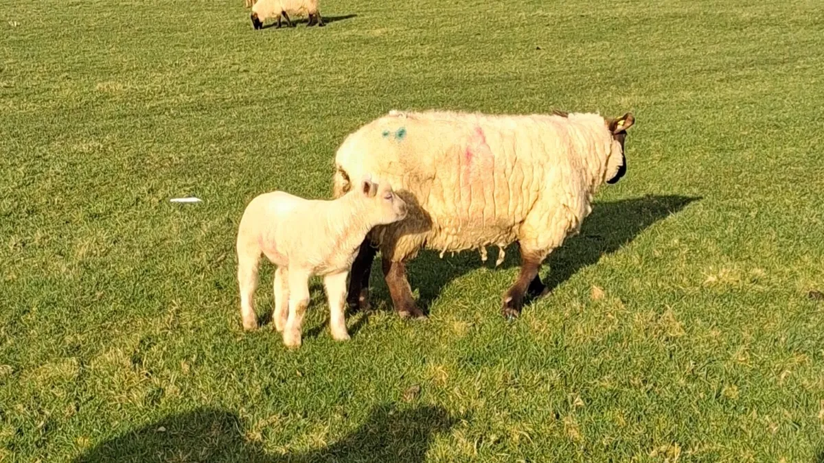 Ewe and lambs - Image 4