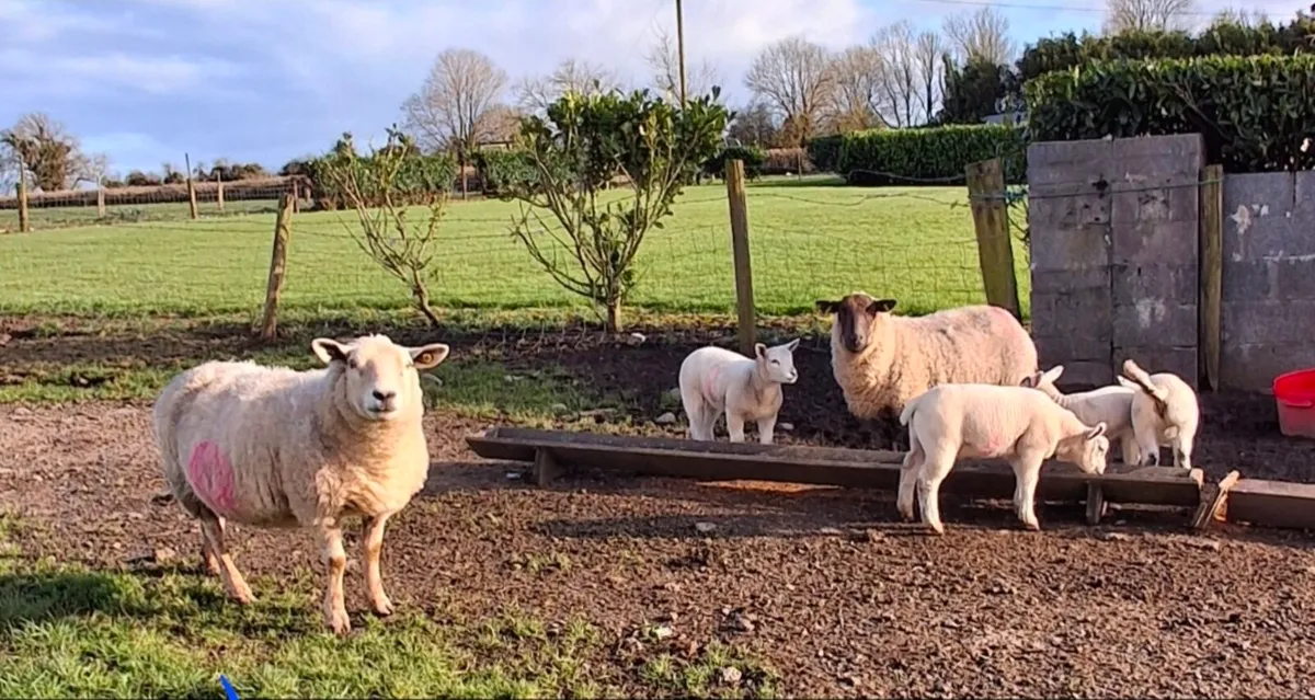 Ewe and lambs - Image 2