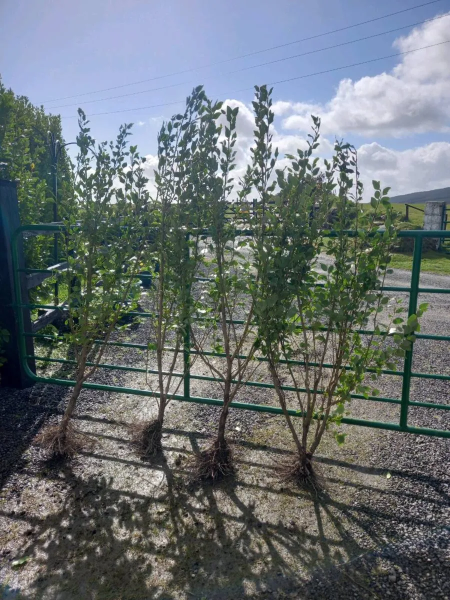 Hedging plants - Image 1