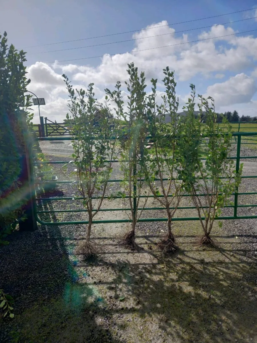 Hedging plants - Image 2