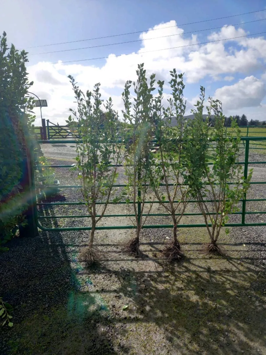 Hedging plants - Image 3