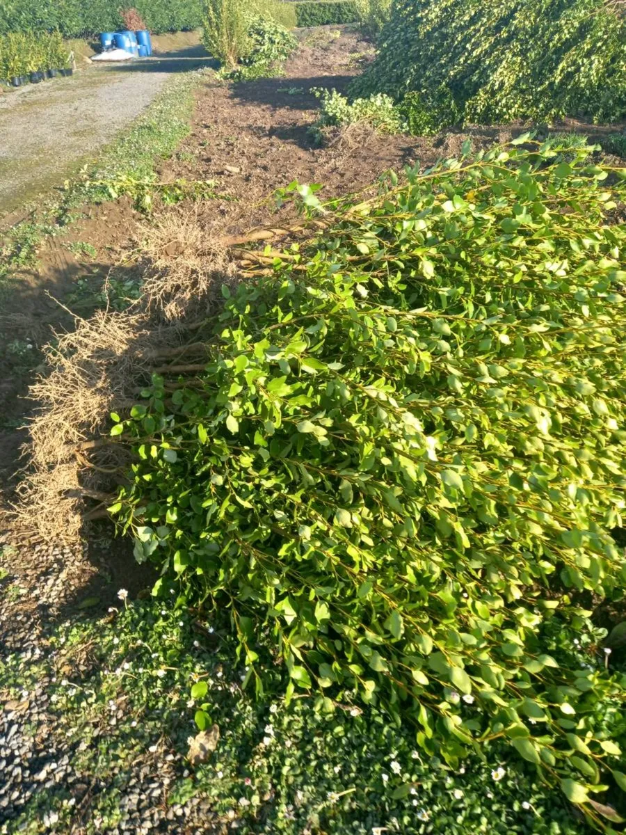 Hedging plants - Image 4