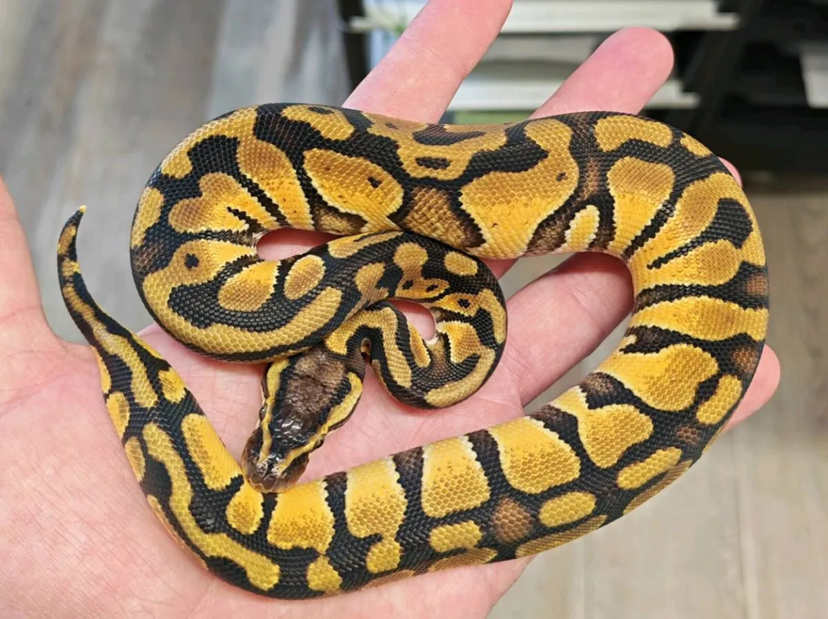 Royal pythons - Image 1