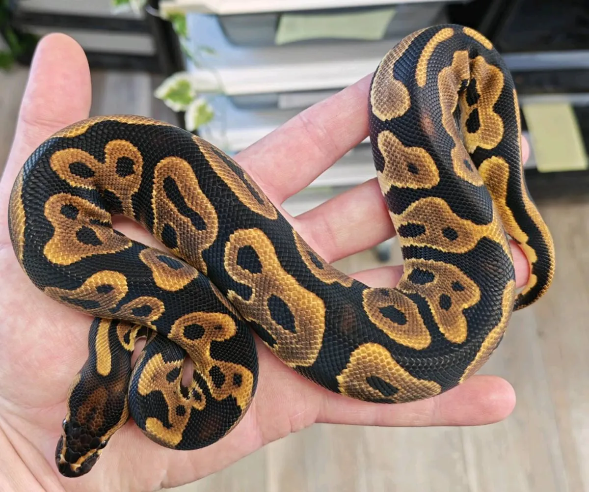 Royal pythons - Image 3