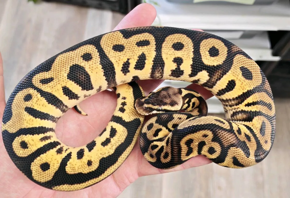 Royal pythons - Image 4