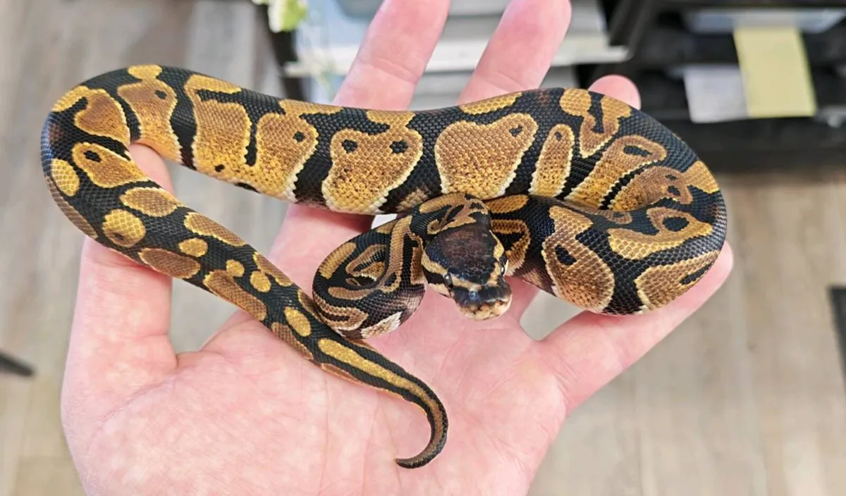 Royal pythons - Image 2