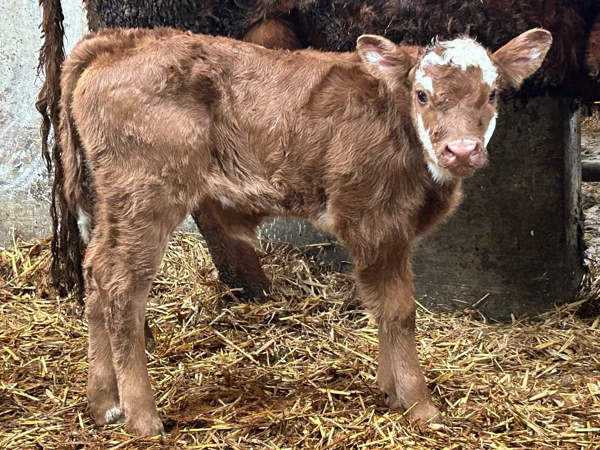Second calved charlois cow - Image 4