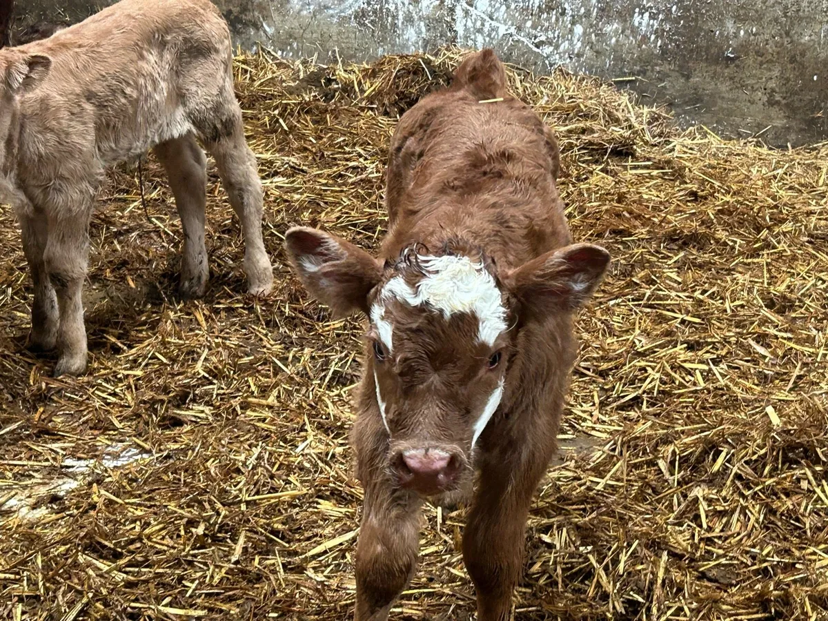 Second calved charlois cow - Image 2