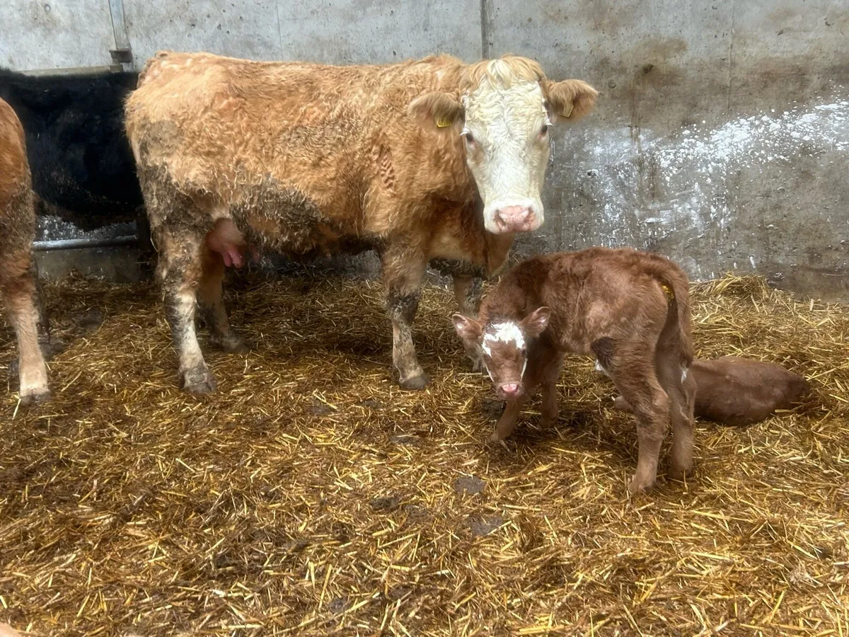 Second calved charlois cow - Image 1