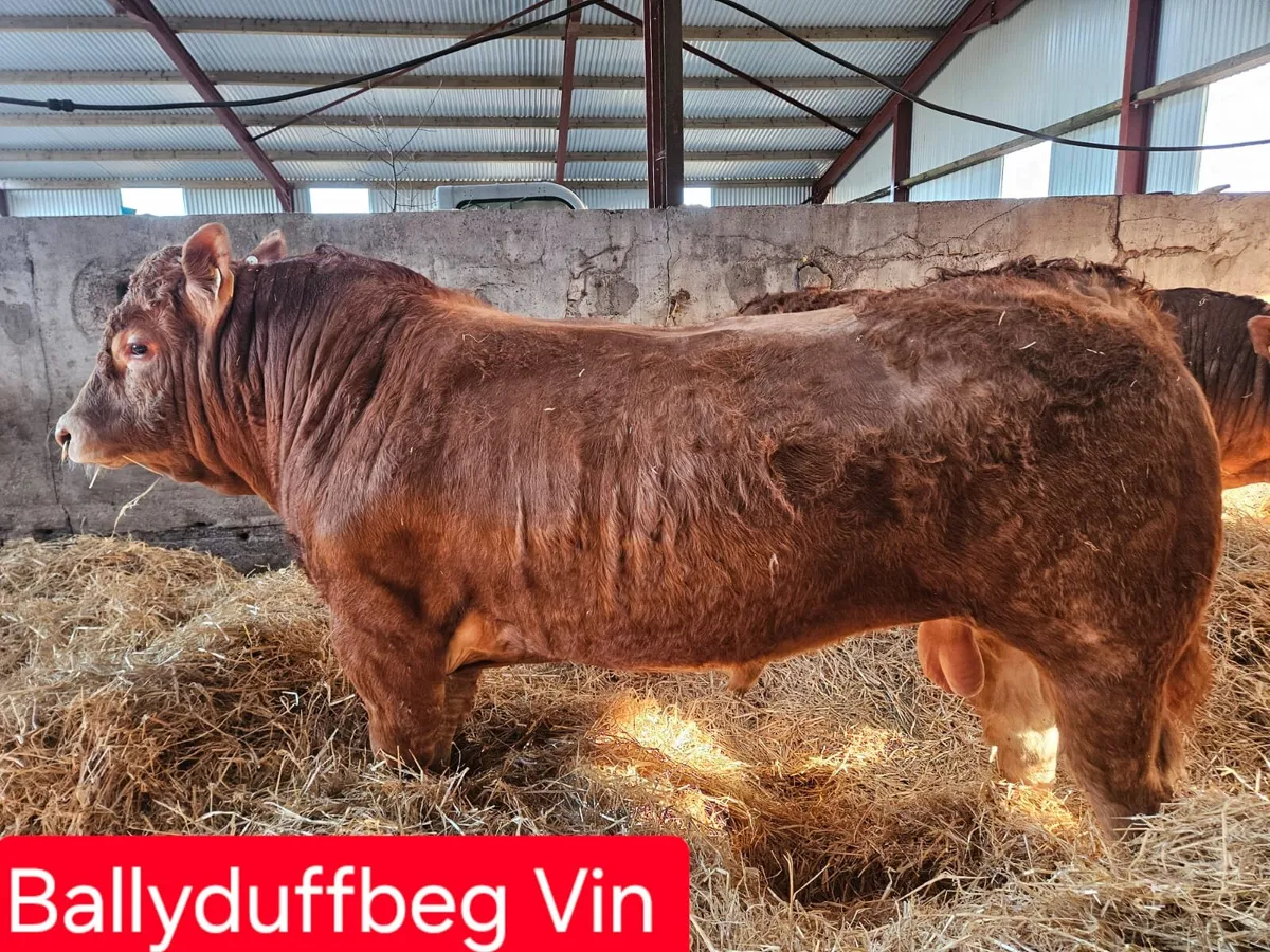 🔥🔥Pedigree limousin bulls 🔥🔥 - Image 4