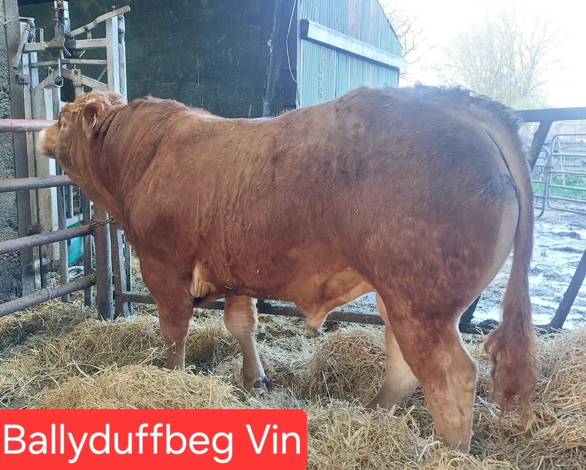 🔥🔥Pedigree limousin bulls 🔥🔥 - Image 2