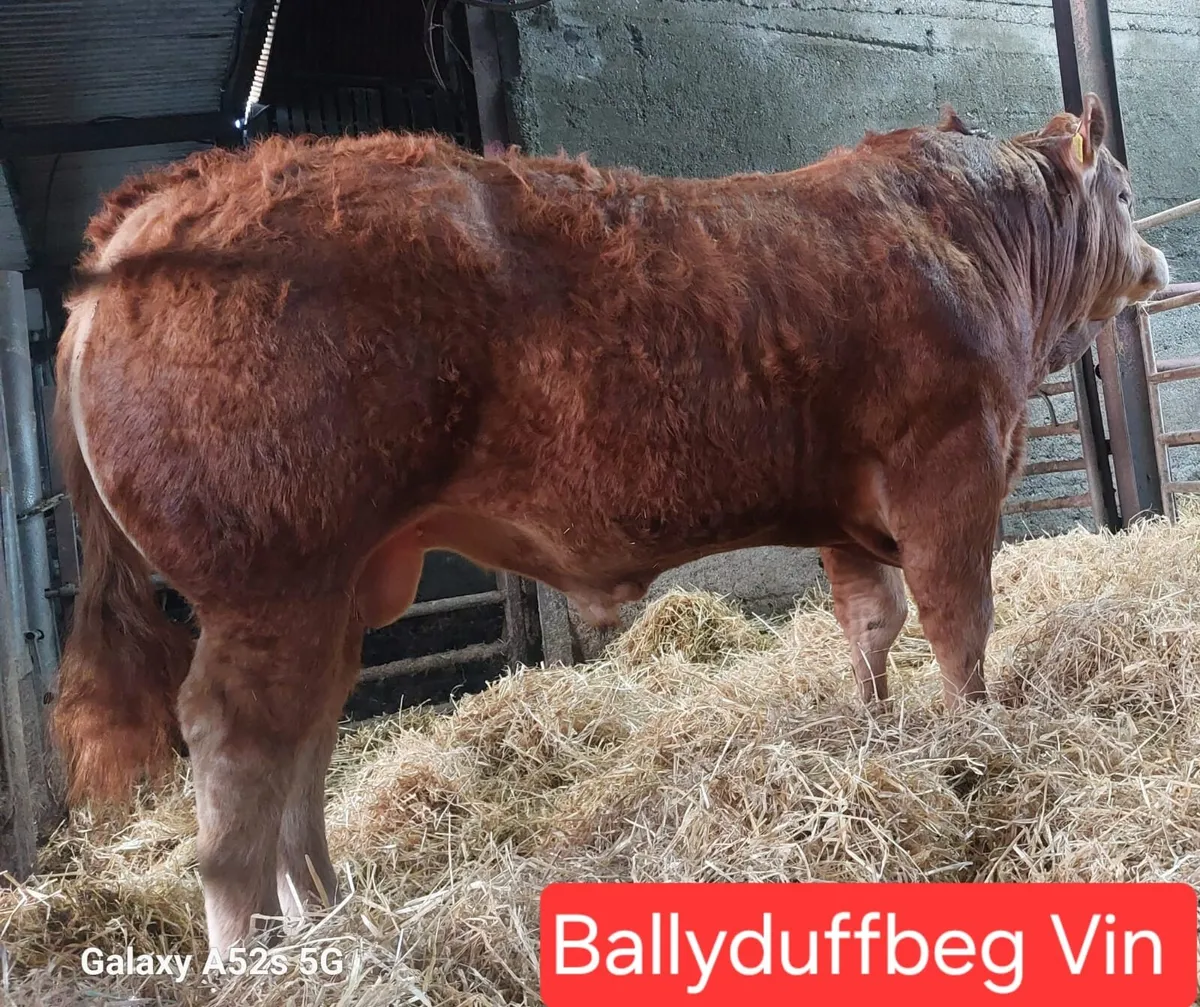 🔥🔥Pedigree limousin bulls 🔥🔥 - Image 1