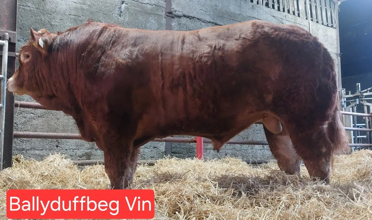 🔥🔥Pedigree limousin bulls 🔥🔥 - Image 3