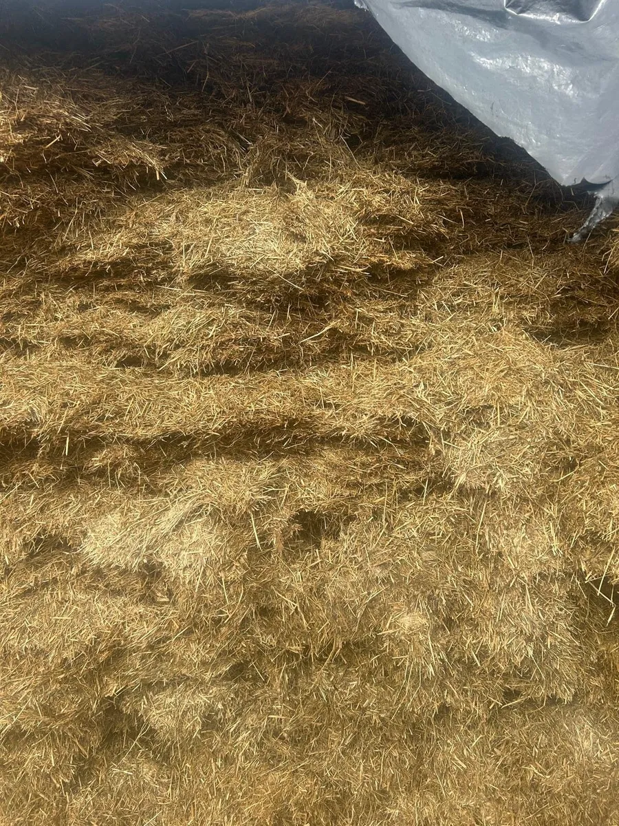 Pit Silage - Image 2