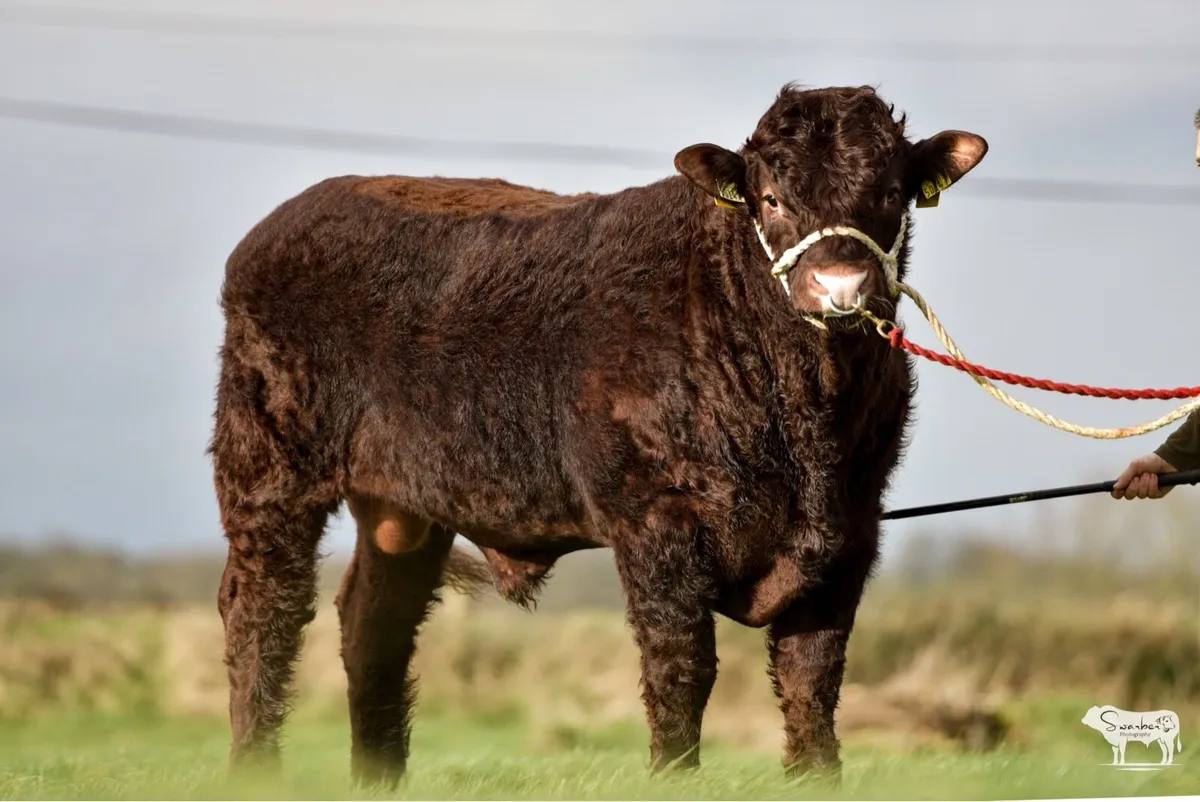 PBR Salers Bull - Image 3