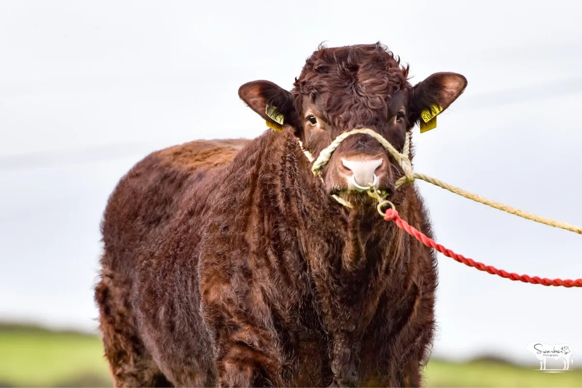 PBR Salers Bull - Image 2